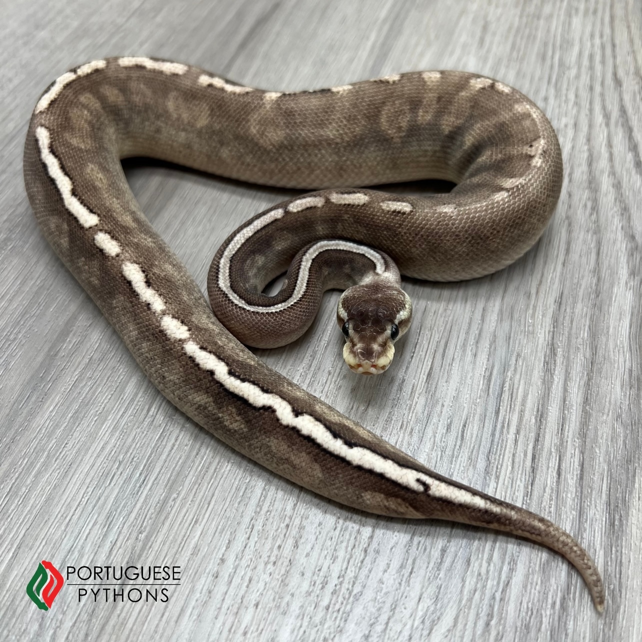 Pewter GHI Mojave **FREE SHIPPING** Ball Python by Portuguese Pythons