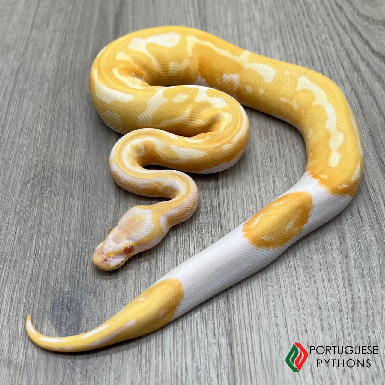 Albino Pied Ball Python by Portuguese Pythons - MorphMarket