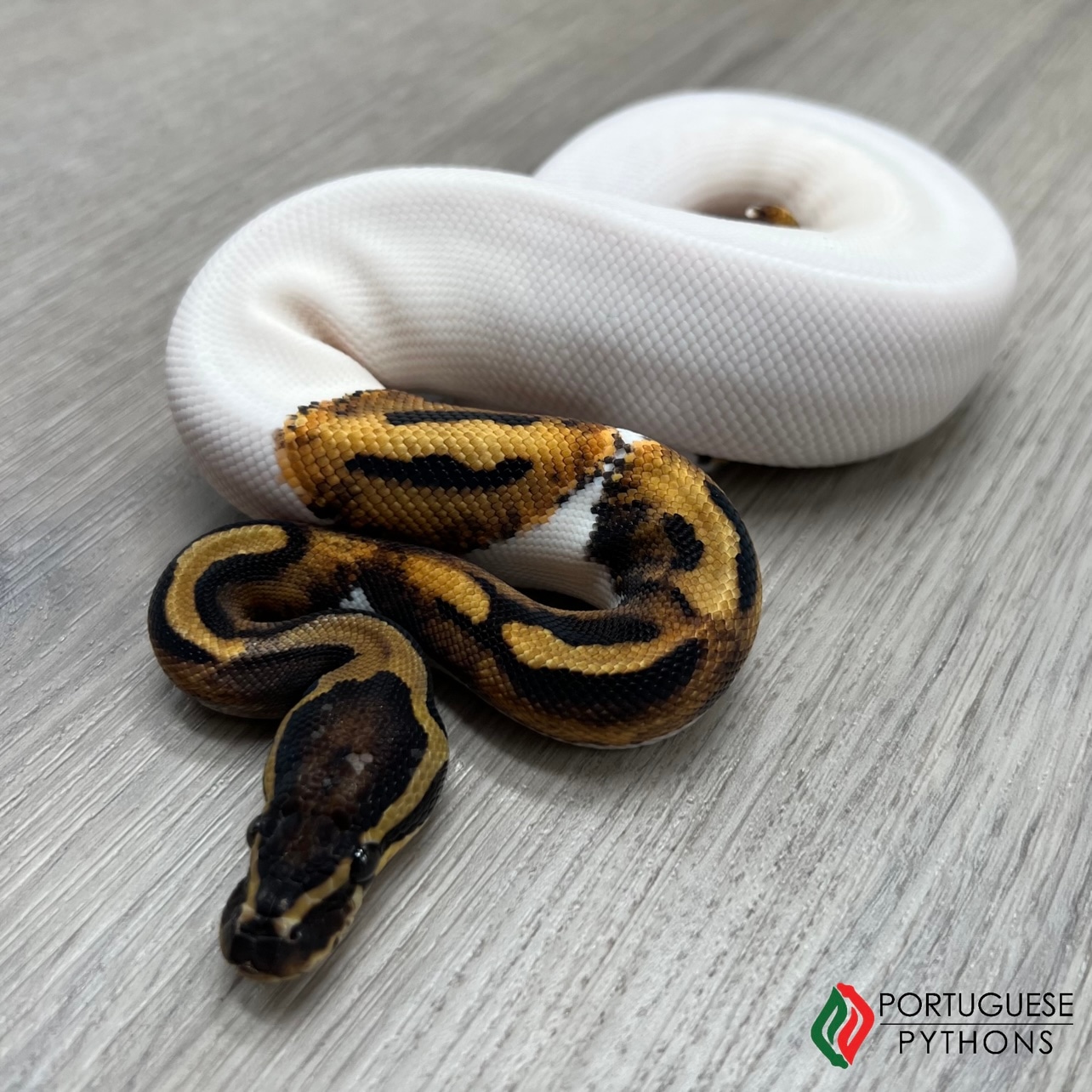 Pied Het Ultramel **FREE SHIPPING** Ball Python by Portuguese Pythons