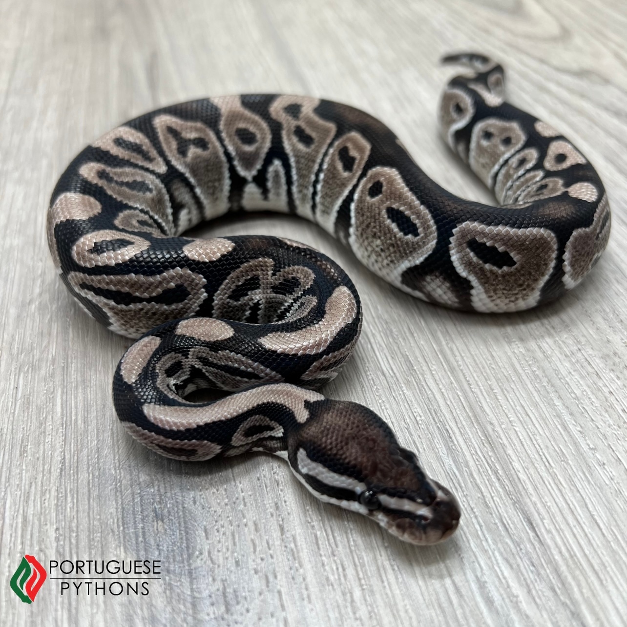 VPI Axanthic Ball Python by Portuguese Pythons - MorphMarket