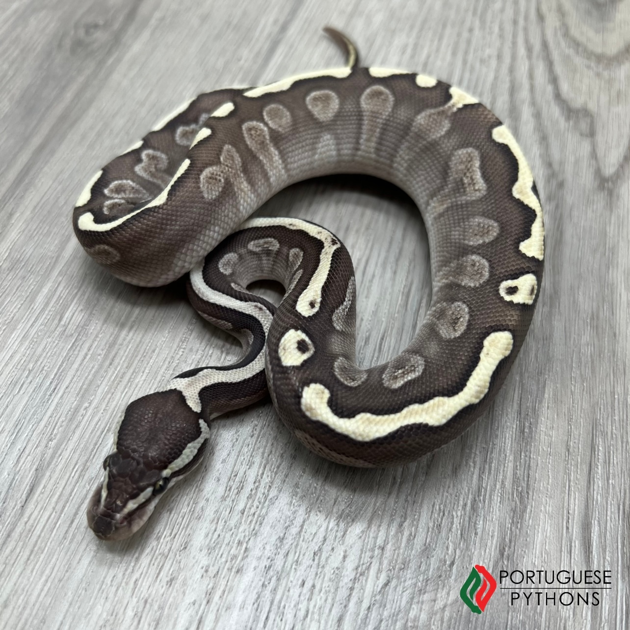GHI Lesser Ball Python by Portuguese Pythons - MorphMarket