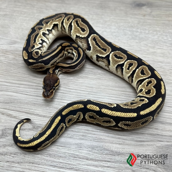 black pastel bongo ball python by freedom breeder -... Bongo Ball Python by Portuguese Pythons