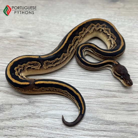 Black Pastel Bongo Red Stripe Ball Python by Portuguese Pythons