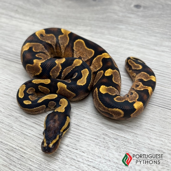 Calico Yellowbelly Pos Het Hypo Ball Python by Portuguese Pythons