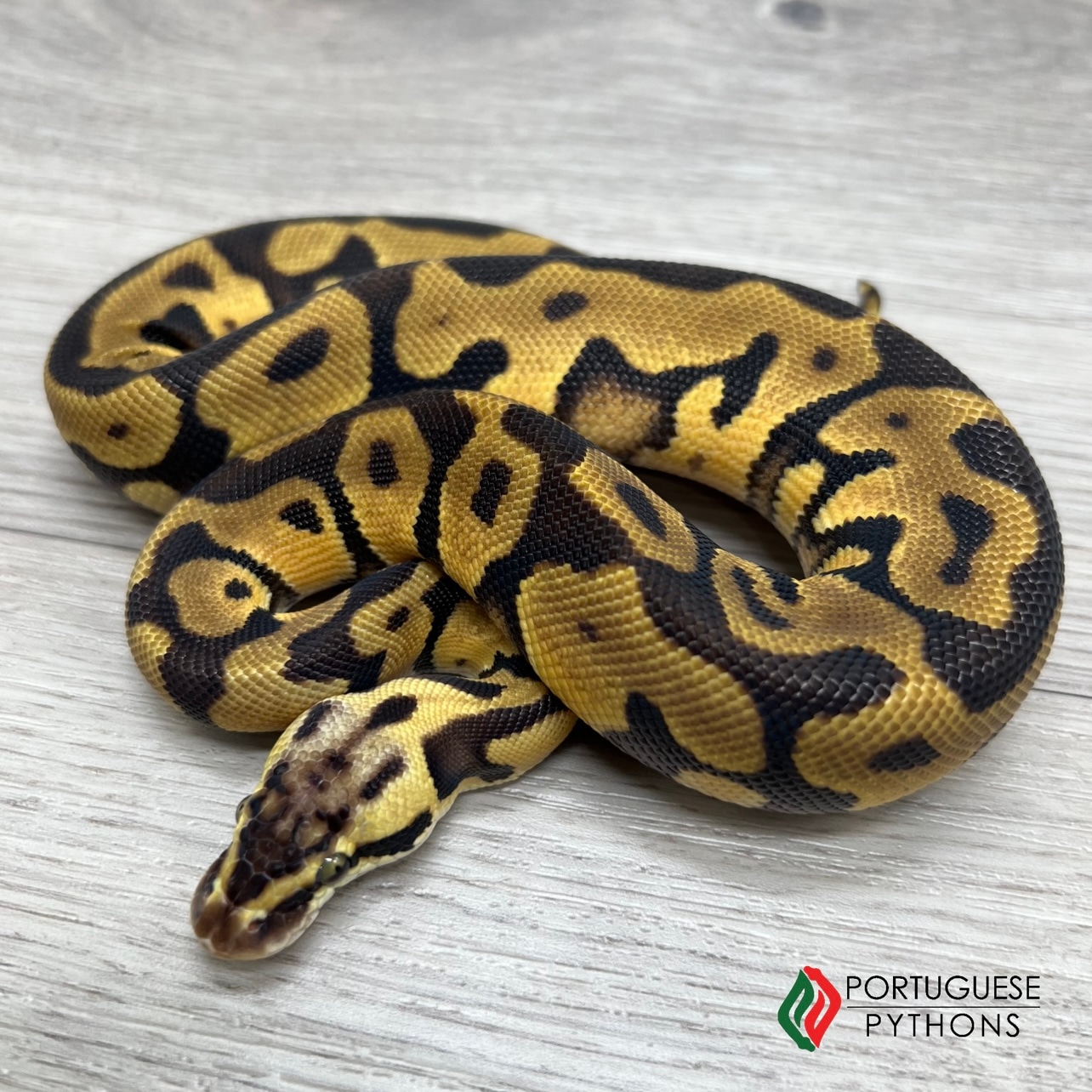 Pastel Enchi Leopard DH DG Clown Ball Python by Portuguese Pythons