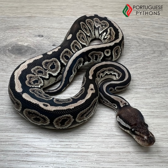 Black Pastel VPI Axanthic Ball Python by Portuguese Pythons