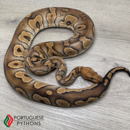 *NO RESERVE* PB 1.0 Mahogany Clown Ball Python by Portuguese Pythons