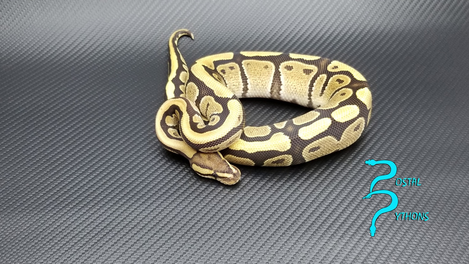 Fire Het Clown Ball Python by Postal Pythons - MorphMarket