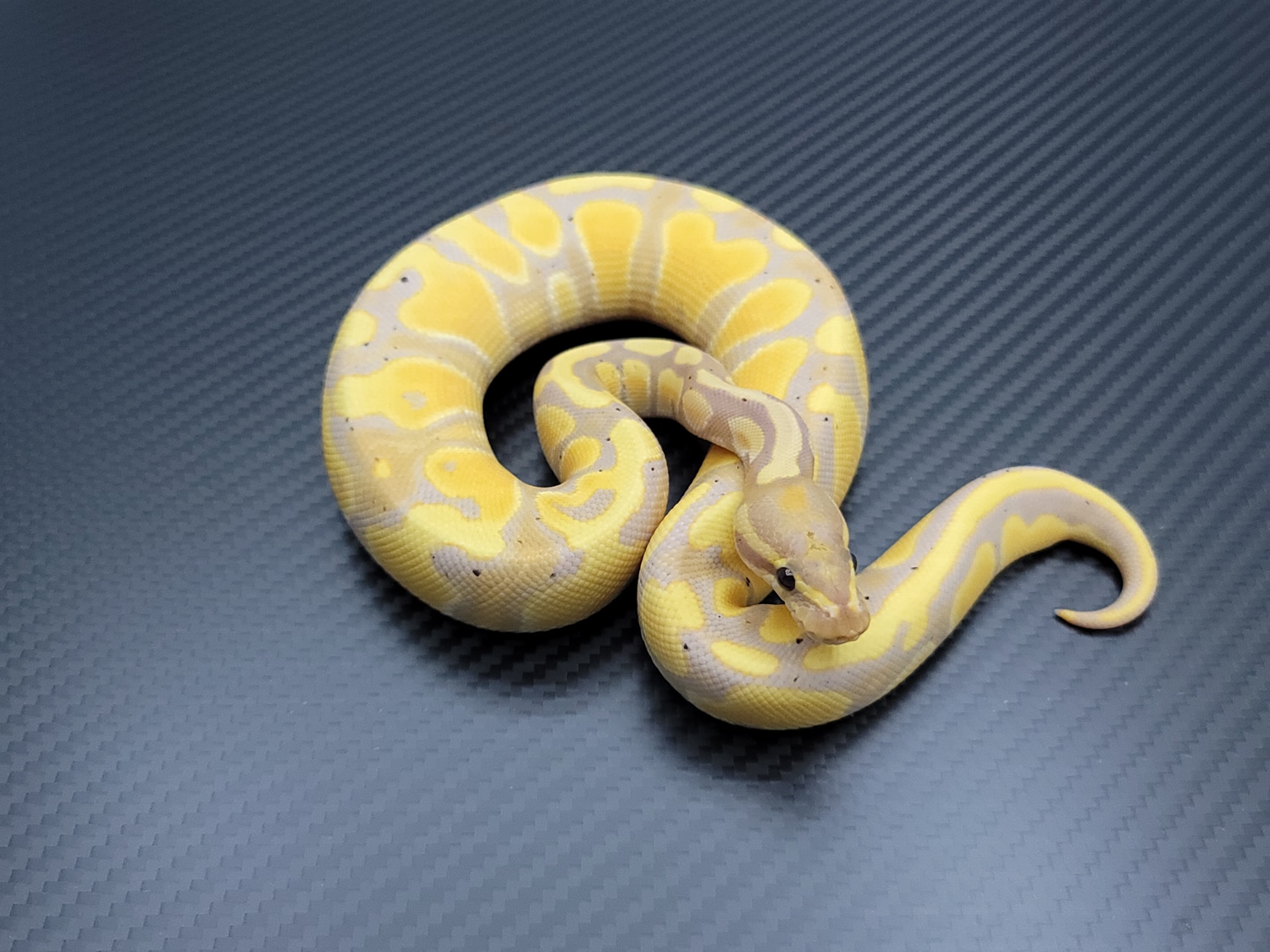 Banana Het Pied Female Maker Ball Python by Postal Pythons MorphMarket