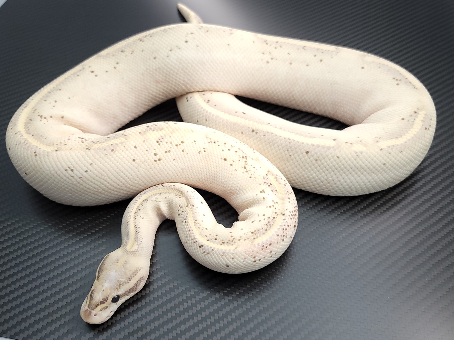 Highway Ball Python by Postal Pythons - MorphMarket