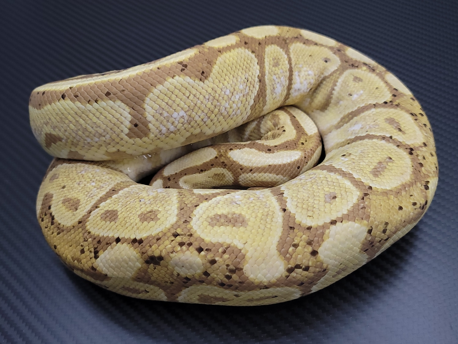 BANANA Ball Python by Postal Pythons - MorphMarket