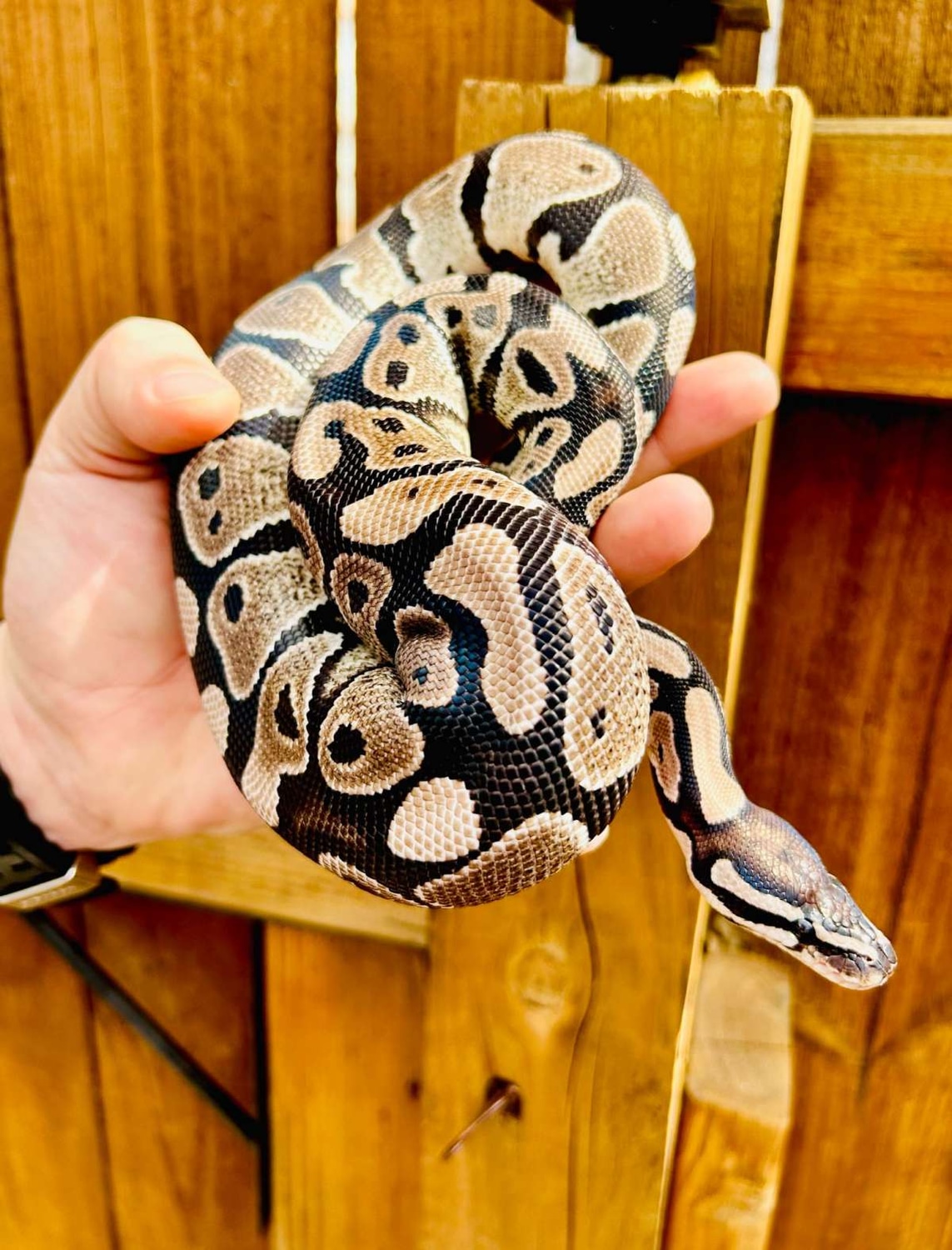 Axanthic Pastel Ball Python by Elliott Exotics - MorphMarket
