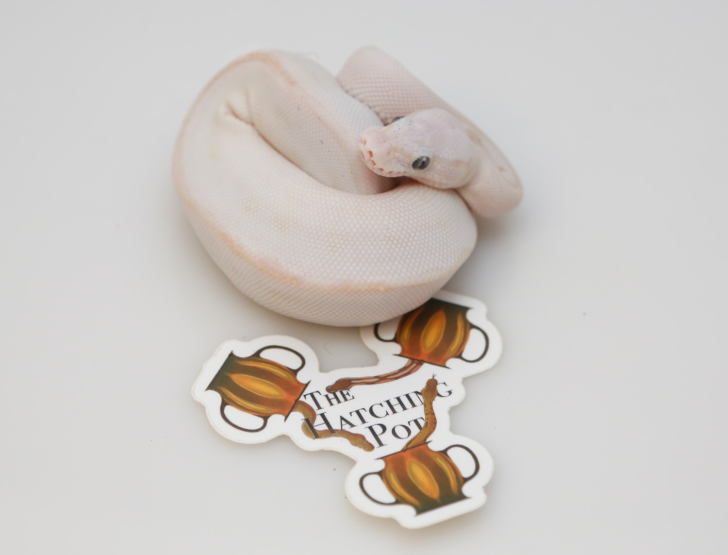 30% OFF SPRING SALE Blue Eyed Lucy Leopard Het Clown Ball Python by The ...