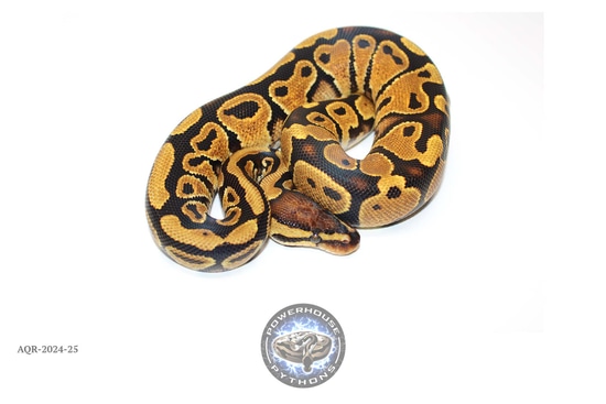 Yellow Belly DH/ Genetic Stripe Clown (Kiki) Ball Python by Powerhouse ...