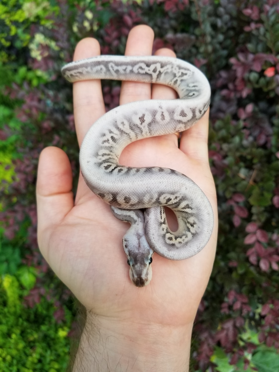 Fire Silver Streak Ball Python by Powerline Reptiles - MorphMarket