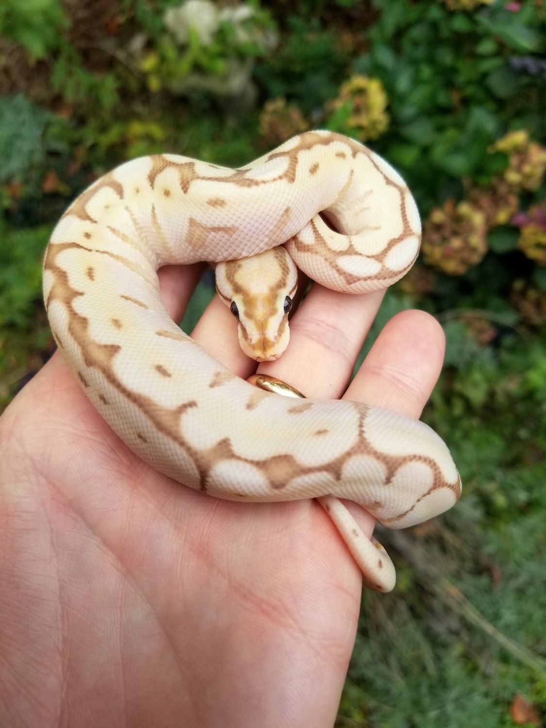 Banana Queen Bee Ball Python by Powerline Reptiles - MorphMarket
