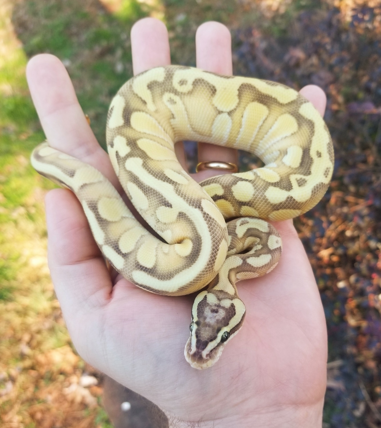 Pastel Enchi Fire Lesser Prob OD Ball Python by Powerline Reptiles ...