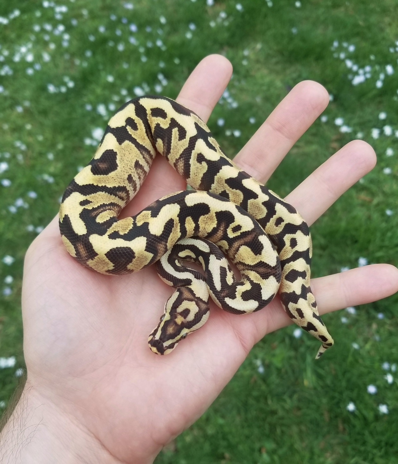 Spotnose Yellow Belly Fire 50% Het Clown Ball Python by Powerline ...