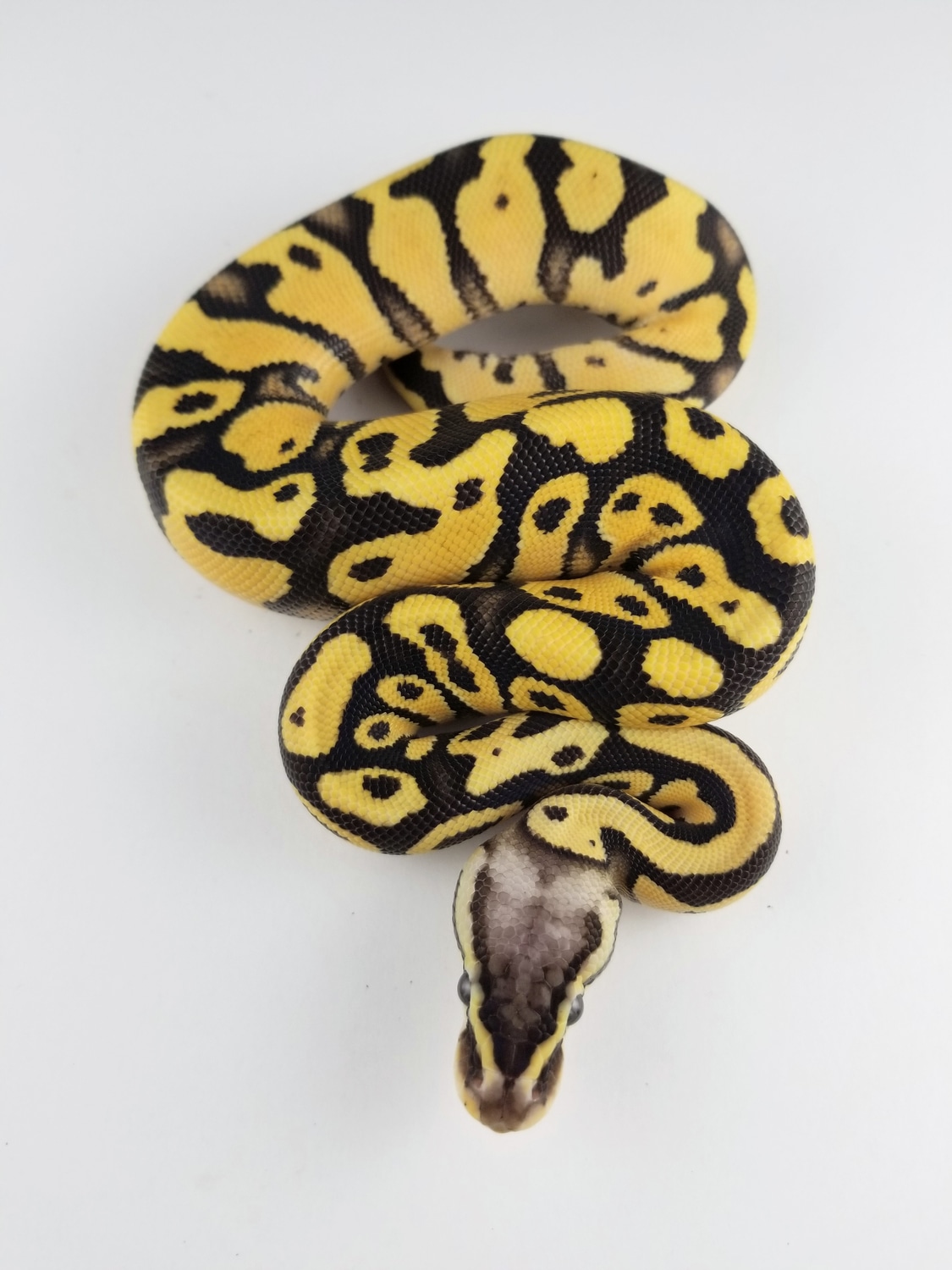 Firefly 50% Het TSK Axanthic Ball Python by Powerline Reptiles ...