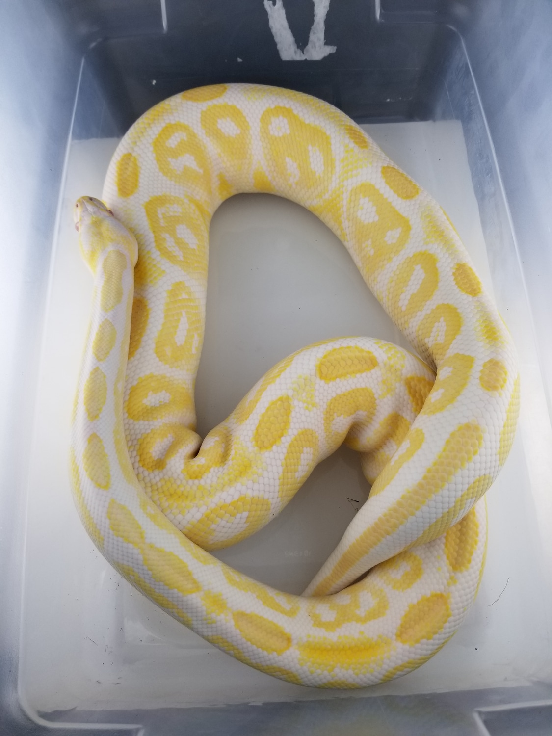 Proven Breeder Black Pastel Albino Ball Python by Powerline Reptiles ...
