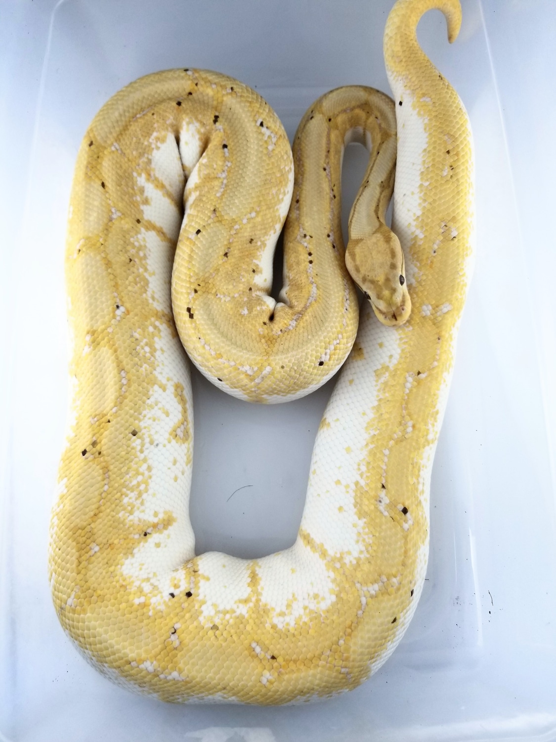 Proven Breeder Banana Spider Ball Python by Powerline Reptiles