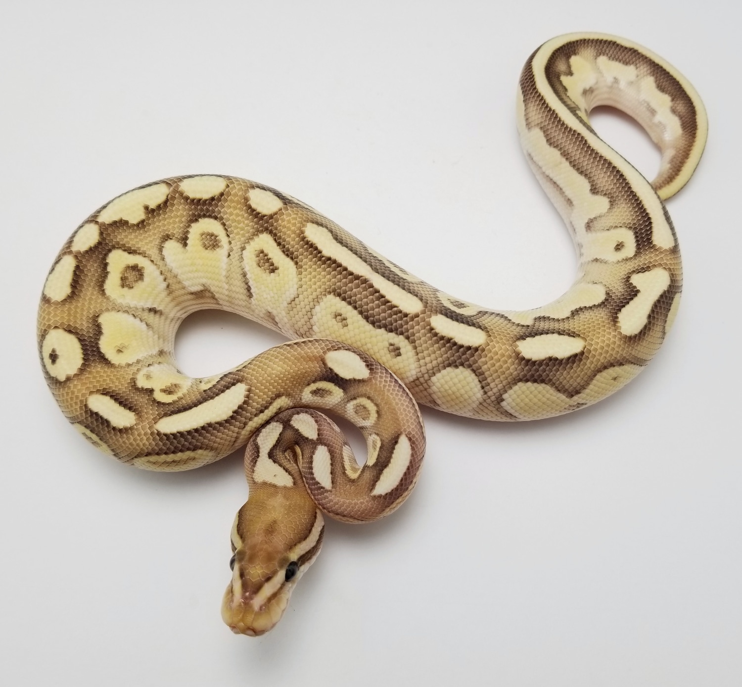 Lesser Fire Orange Dream Ball Python by Powerline Reptiles - MorphMarket