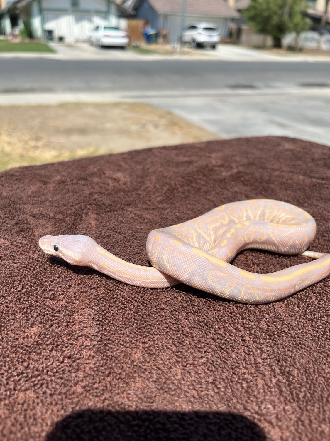 Black Pastel Banana Ball Python by Powers Pythons MorphMarket