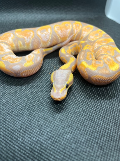 Black Pastel Banana Enchi Ball Python by Powers Pythons
