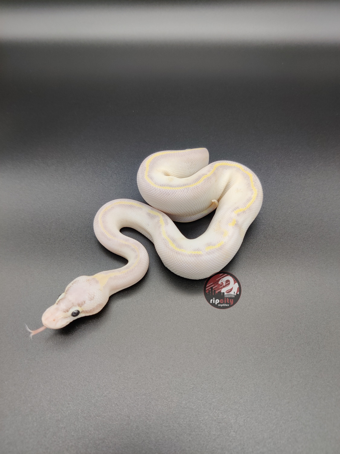 Pastel Ivory Ball Python by Rip City Reptiles - MorphMarket