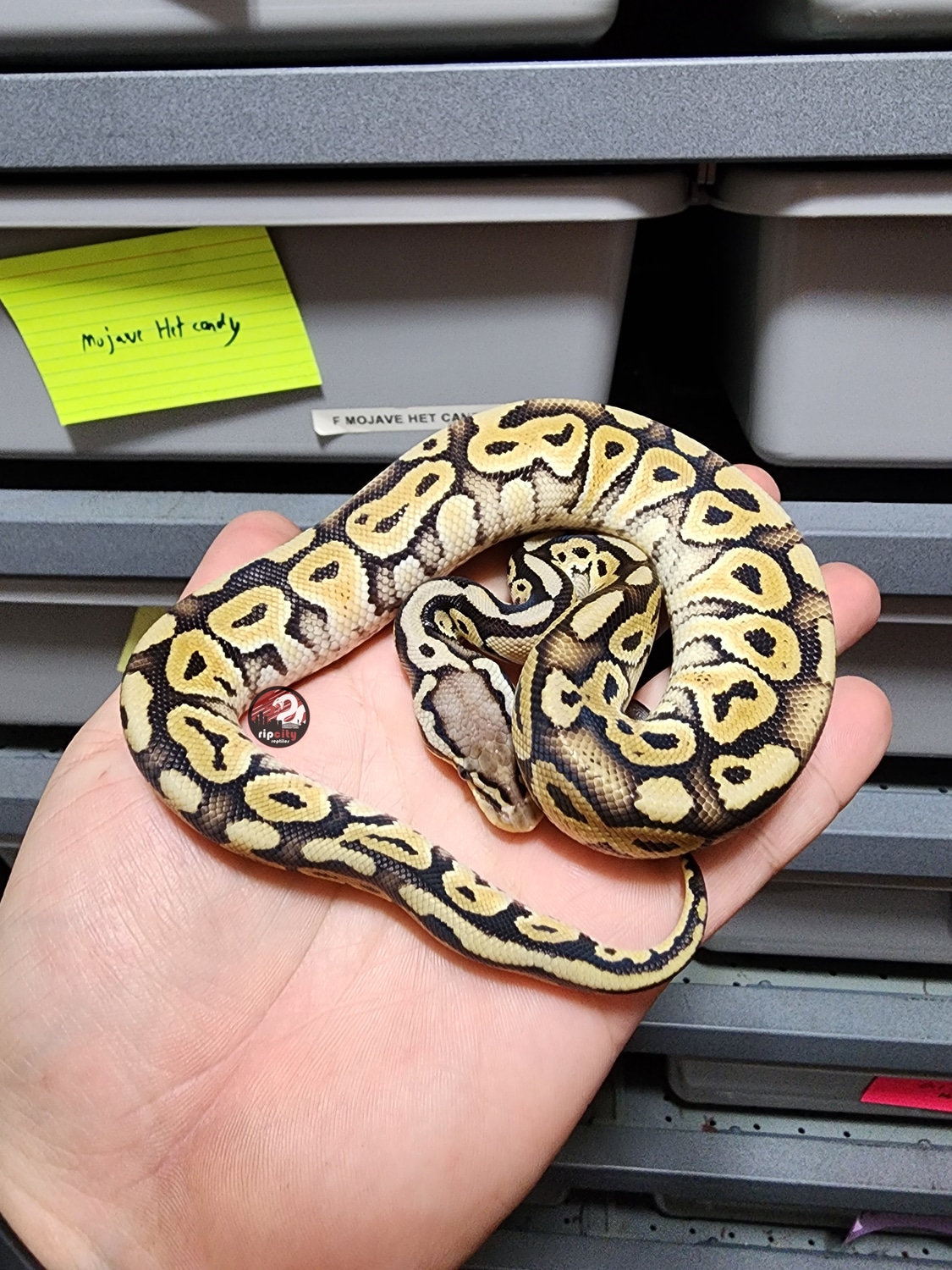 Pastel Hra Special(Baker) Het Clown Ball Python by Rip City Reptiles