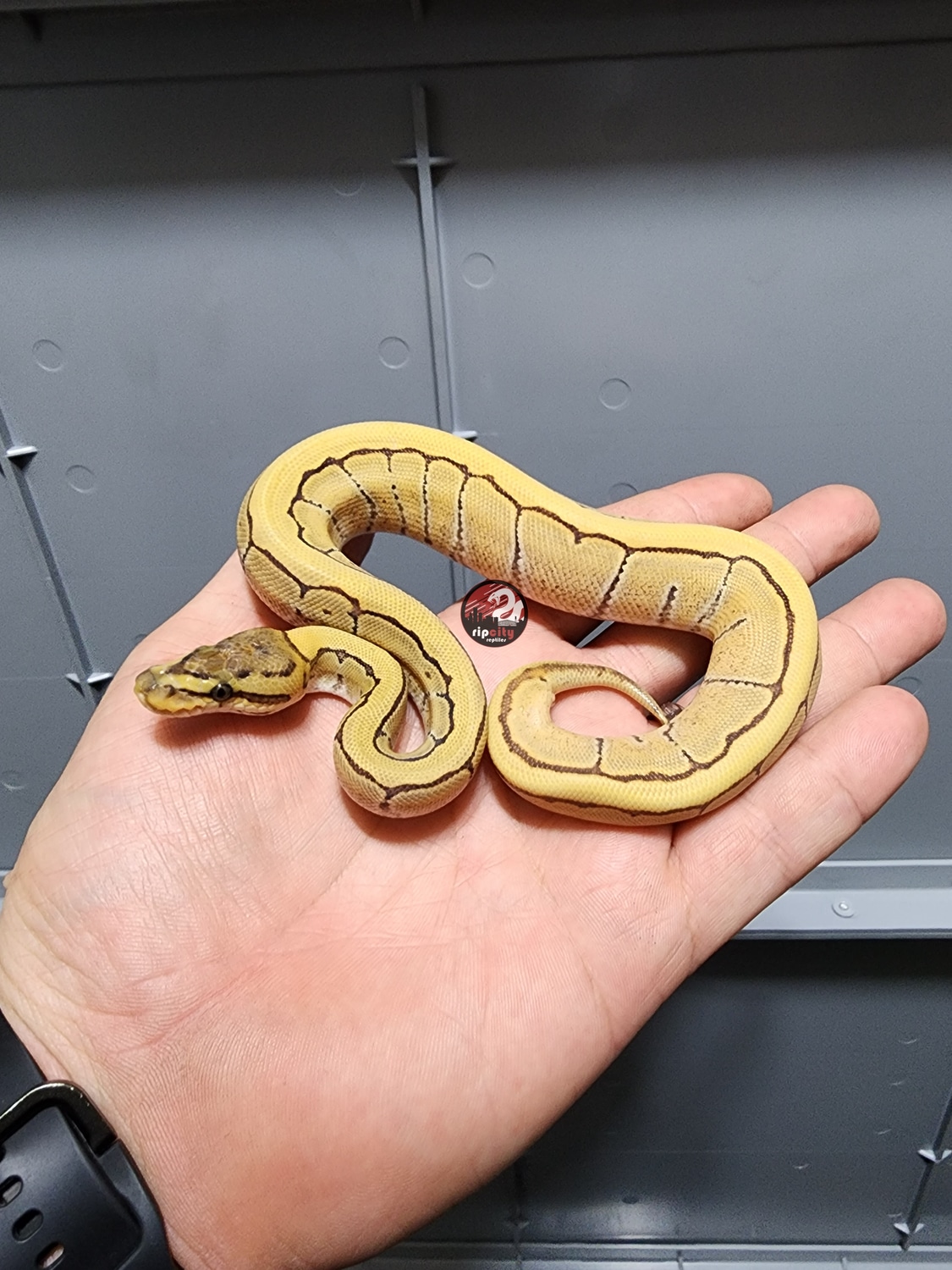 Enchi Pinstripe Desert Ghost 66% Het Cryptic Ball Python by Rip City ...
