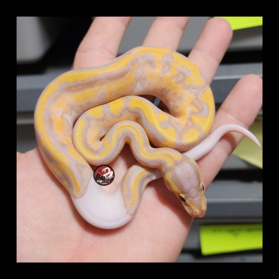 Banana Enchi Pied Ball Python by Rip City Reptiles