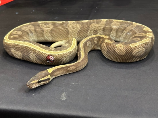 Ghi Mojave Enchi Fire Calico Ball Python by Rip City Reptiles