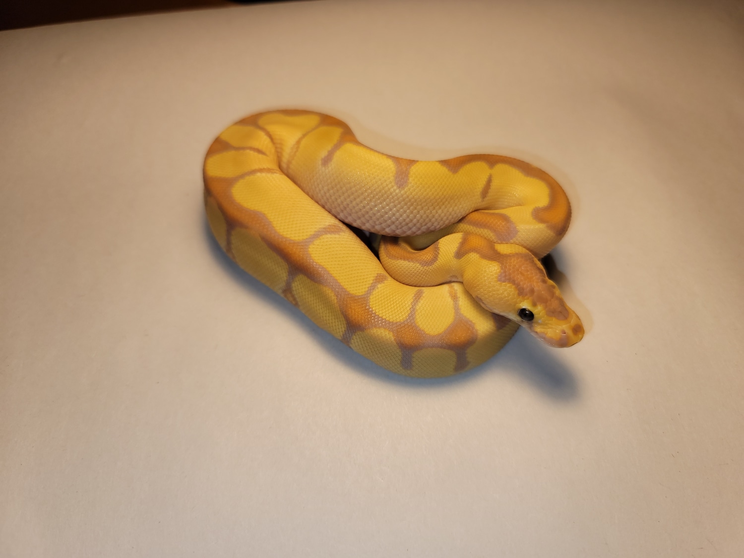 Banana Enchi Clown Ball Python by Pow Reptiles MorphMarket