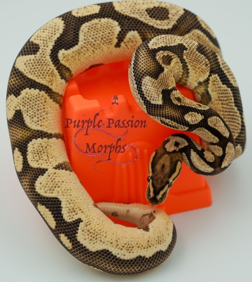 Hi Intensity Orange Dream Fire Ball Python by PurplePassion Morphs