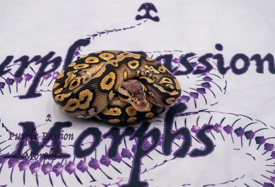 Pastel Yellowbelly Cinder Het Clown Ball Python by PurplePassion Morphs