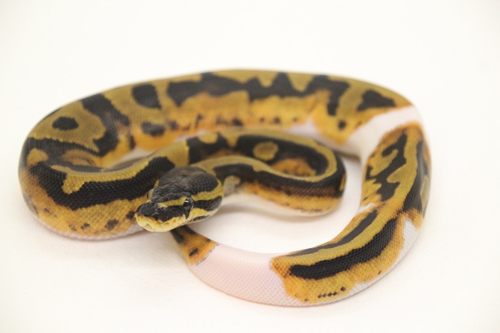 Leopard Piebald Pos. Orange Dream Ball Python by PR-Snakes - MorphMarket