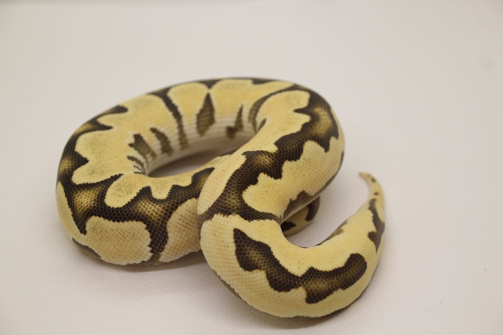 Super Orange Dream Fire Pos. Het Piebald Ball Python by PR-Snakes ...
