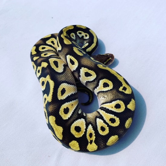 Gold Blush Pastave Ball Python by Prairie Ball Pythons