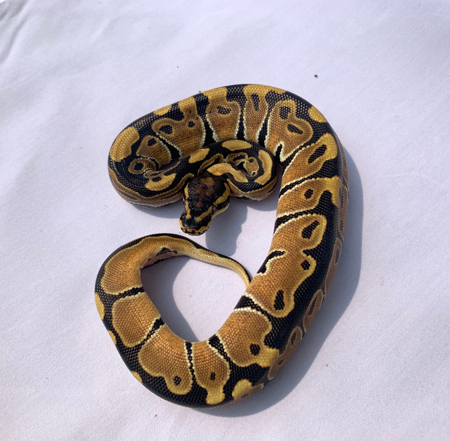 Jungle Woma Ball Python by Prairie Ball Pythons MorphMarket