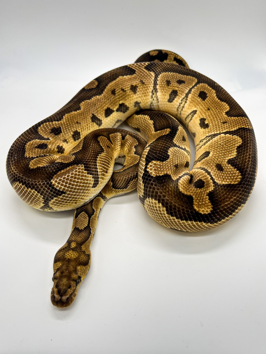 Clown 100% Het VPI Axanthic Ball Python by Patrick Ryan Ball Pythons ...