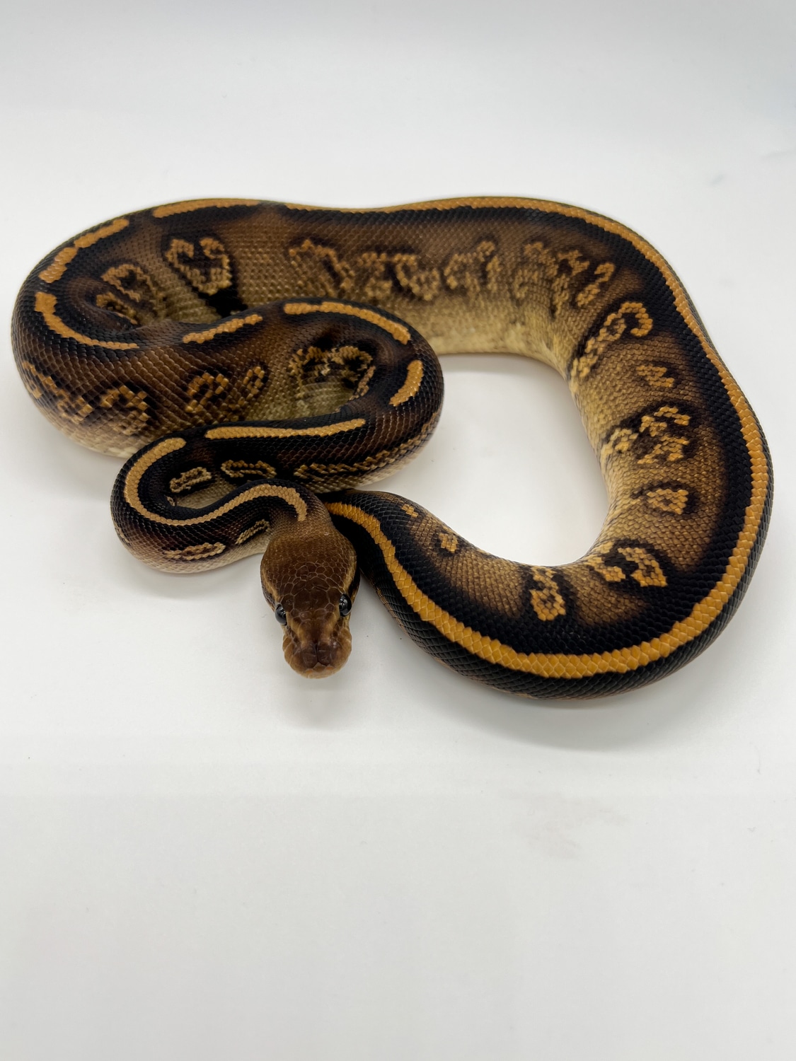 Stranger Ball Python by Patrick Ryan Ball Pythons - MorphMarket