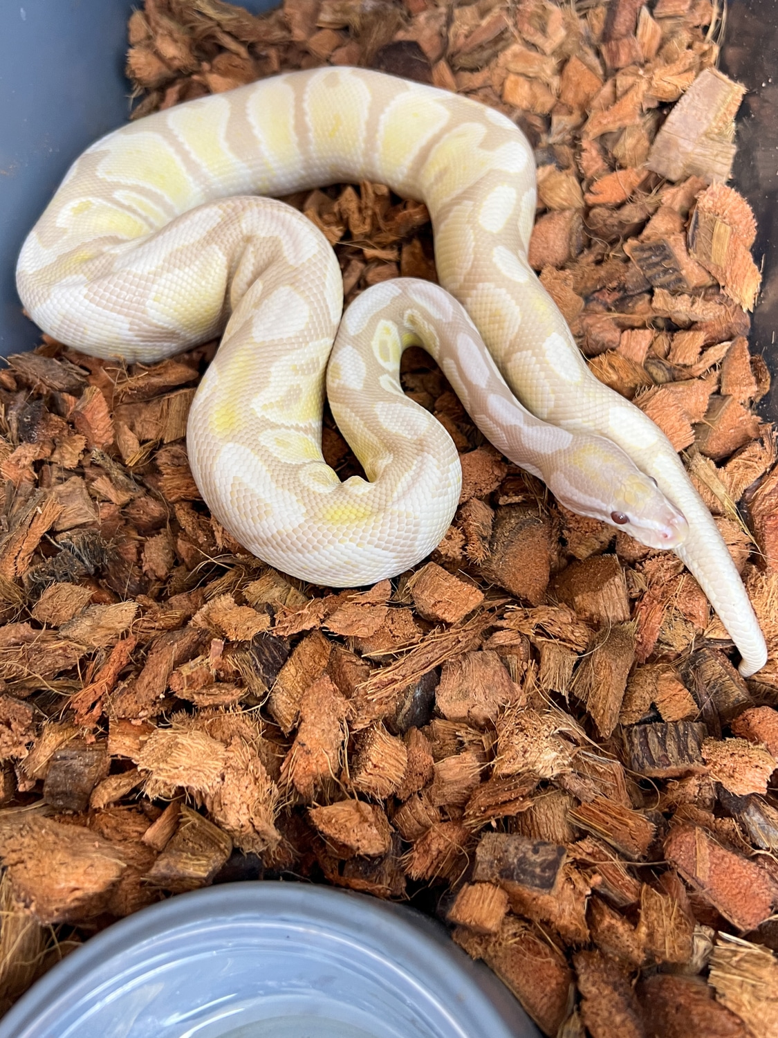 Adult Proven Breeder Lavender Snow (VPI) Ball Python by Patrick Ryan ...