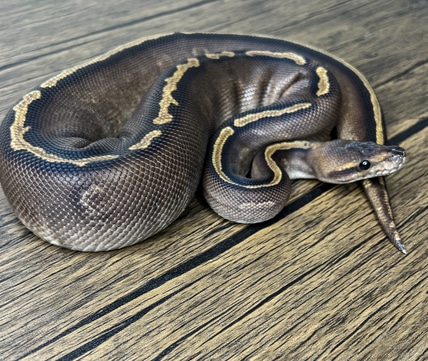Stranger 50% Het Lavender Snow Ball Python by Patrick Ryan Ball Pythons ...