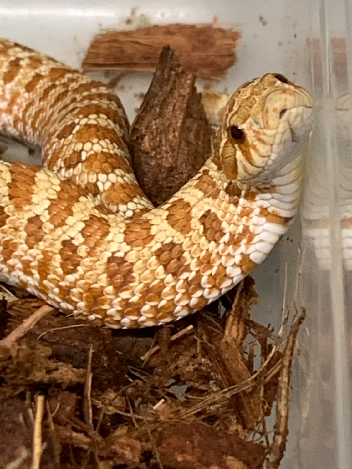 Toffee 66 Het Axanthic Western Hognose by Prestige worldwide hognose