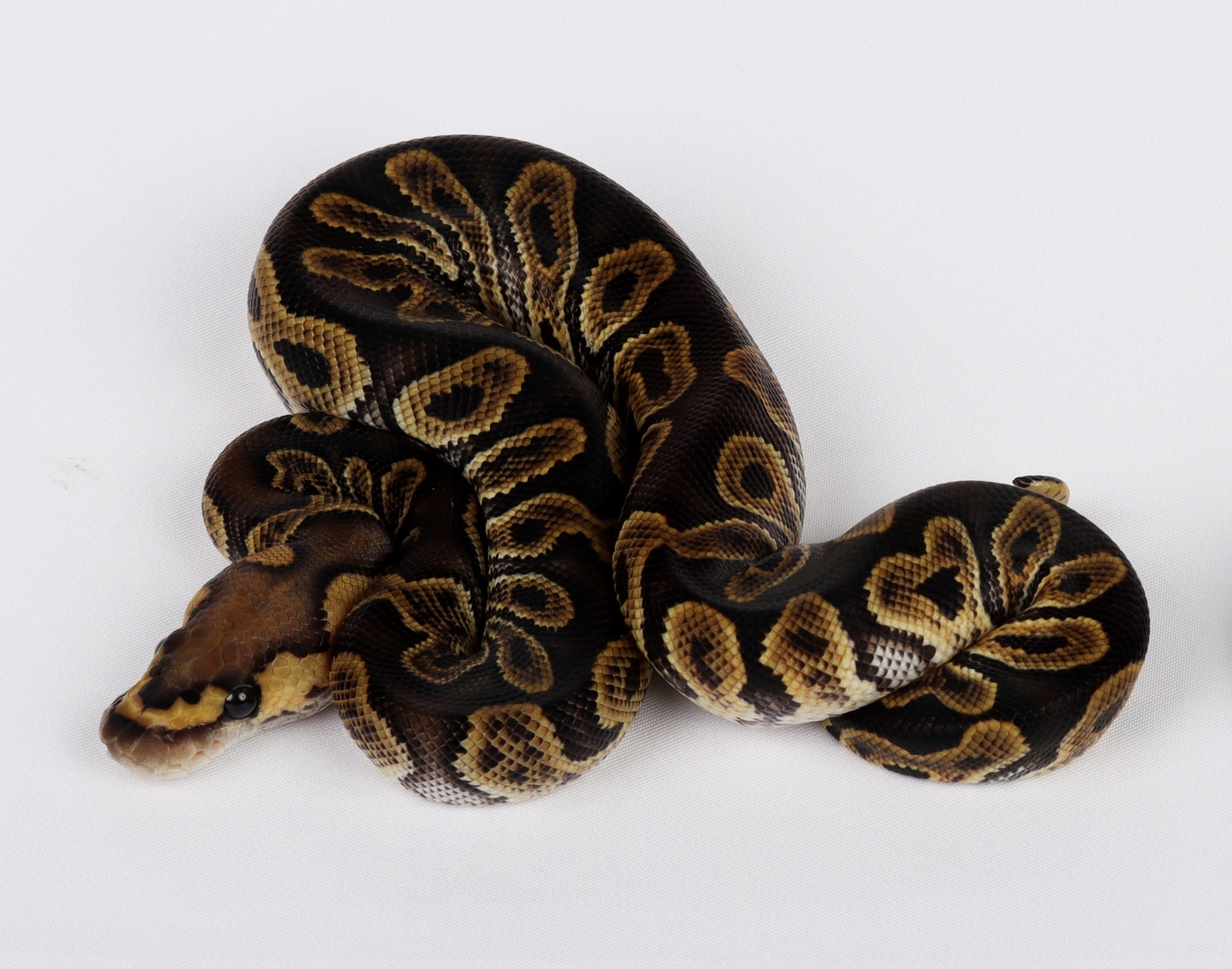 GHI Clown Male Ball Python by Precision Pythons MorphMarket