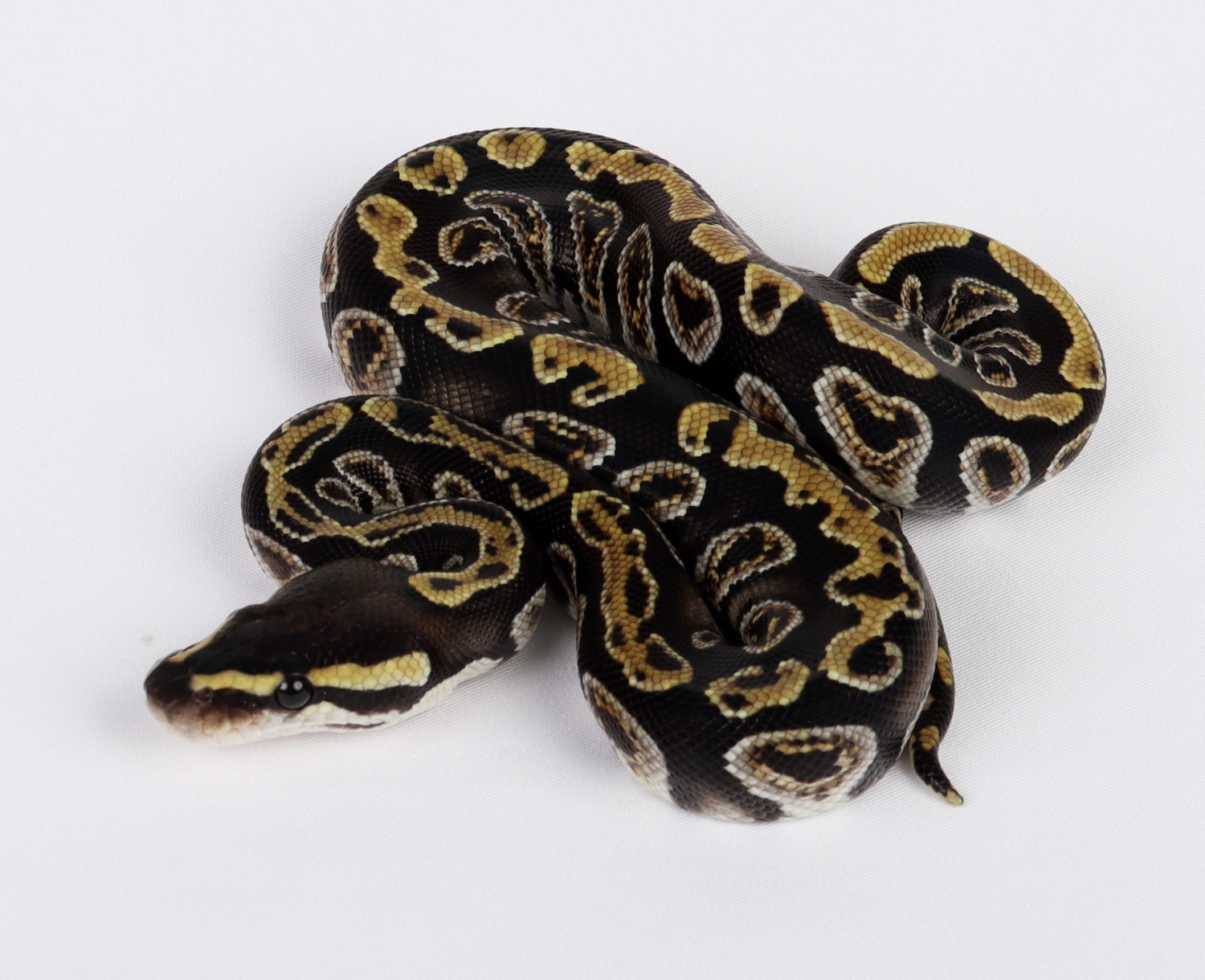 GHI Cypress 100% Het Clown Female Ball Python by Precision Pythons ...