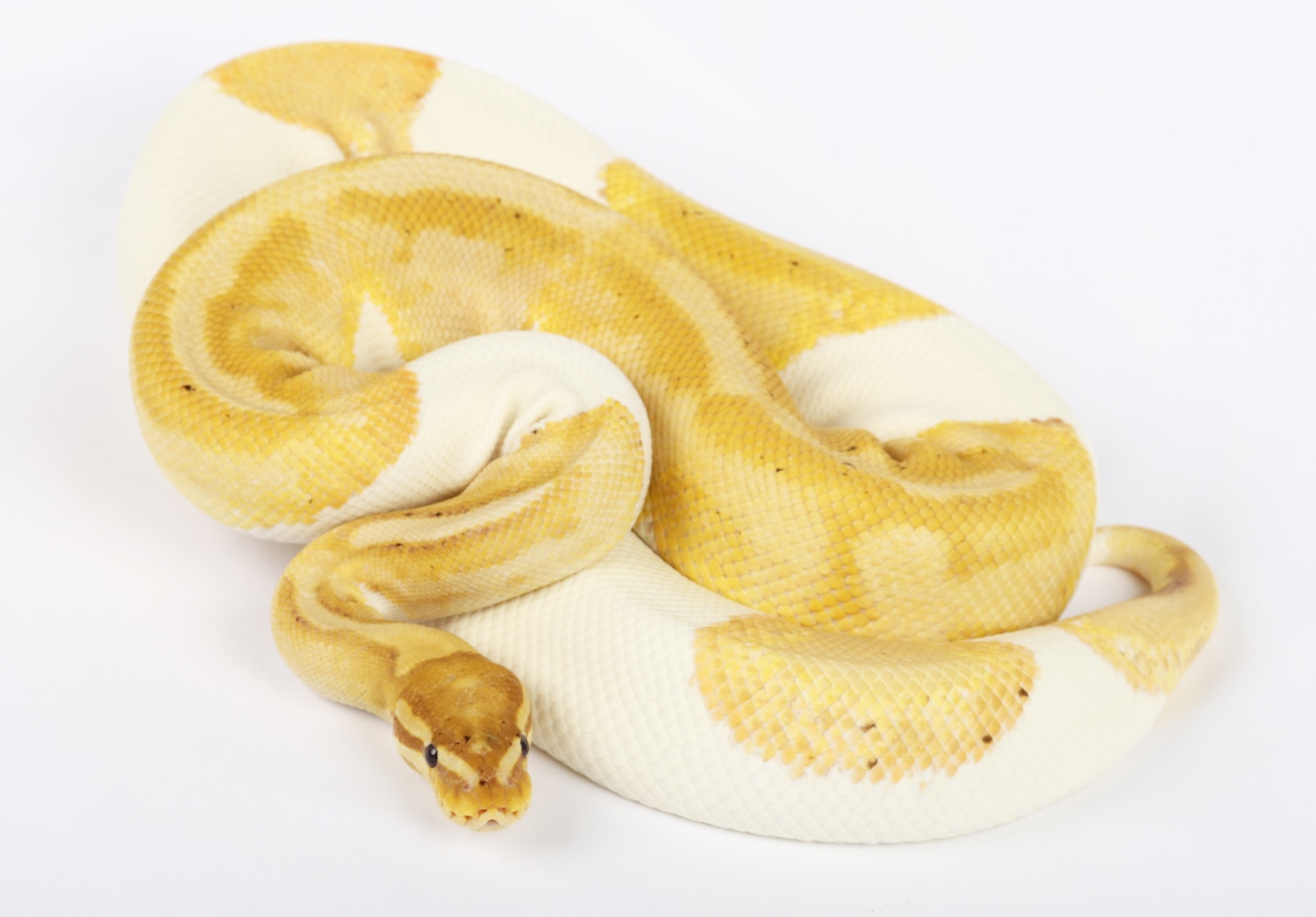 Proven Coral Glow Pied Female Ball Python by Precision Pythons