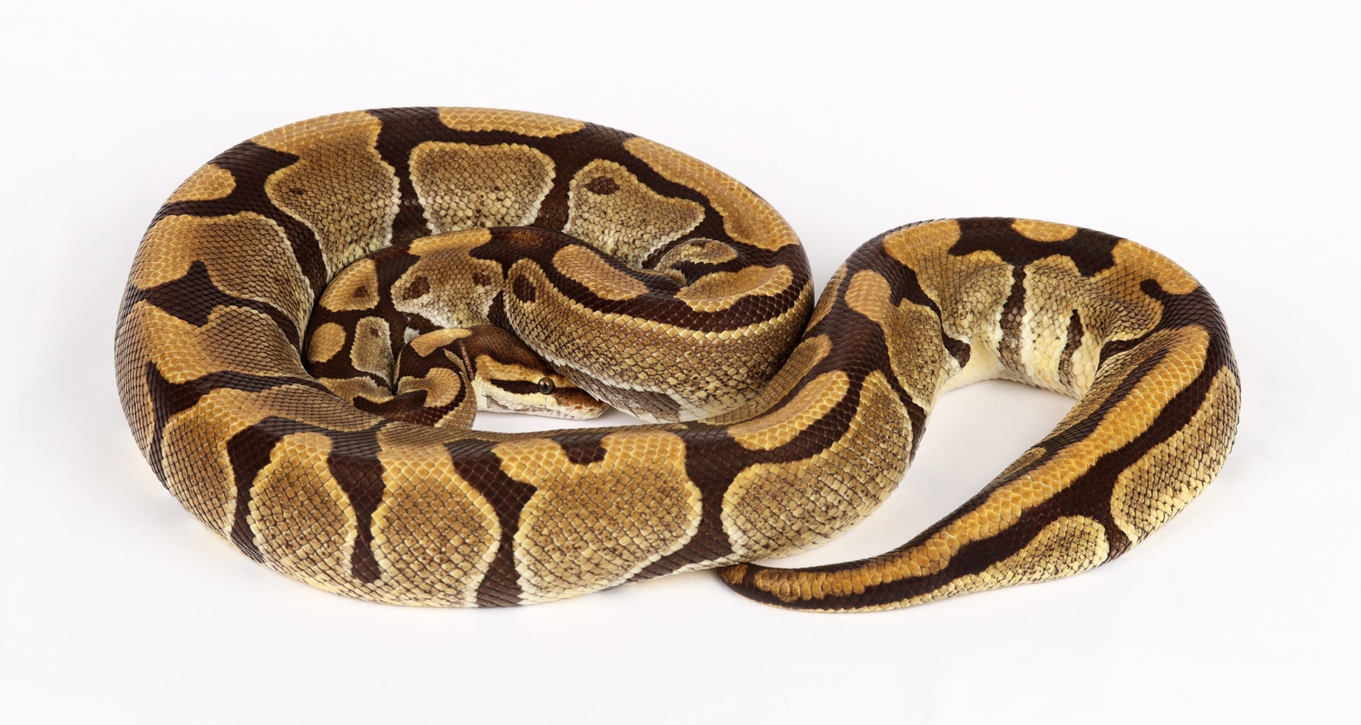 Proven Enchi 100 Het Clown Female Ball Python by Precision Pythons
