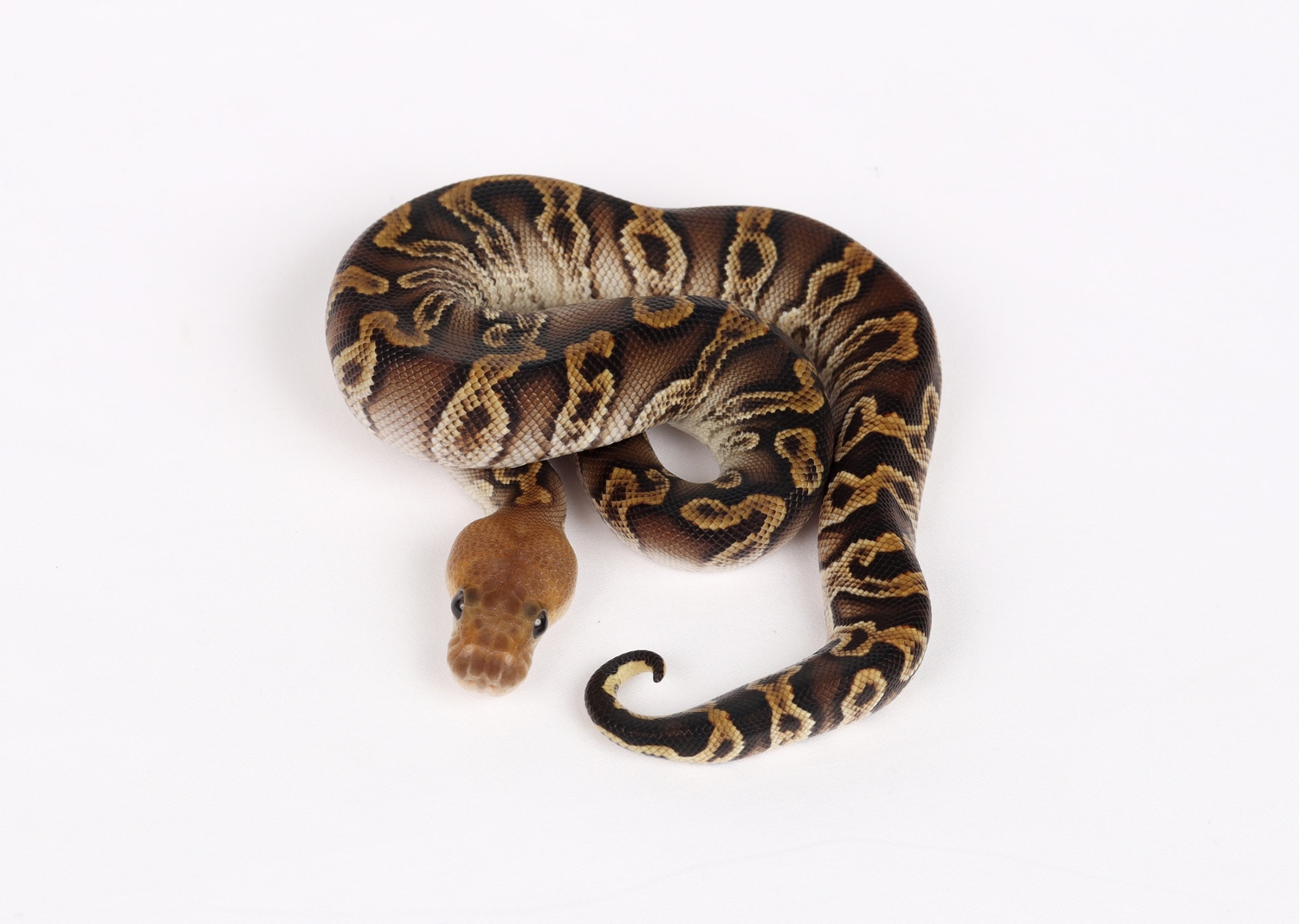 Cypress GHI Clown Male Ball Python by Precision Pythons MorphMarket